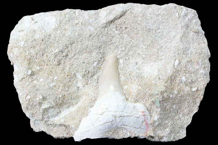 Otodus Shark Tooth Fossil In Rock - Eocene #87015